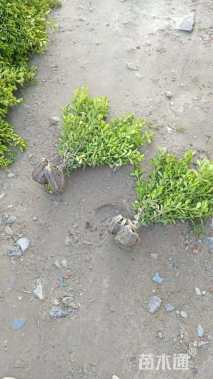 高度45厘米瓜子黄杨