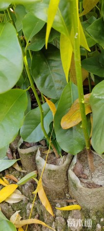 0.8公分深山含笑