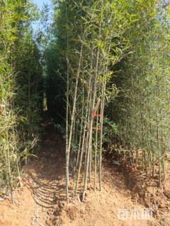 地栽苗罗汉竹