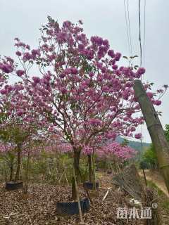 12公分紫花风铃木