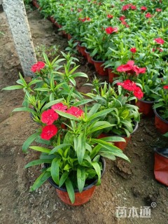 高度25厘米石竹