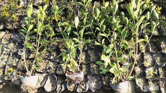 高度35厘米大叶栀子