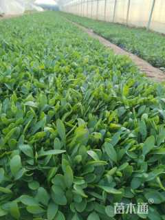 高度15厘米大花金鸡菊