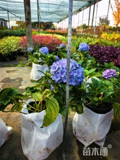 高度30厘米绣球