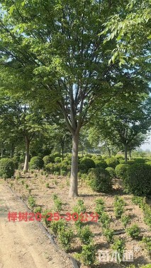 20公分榉树