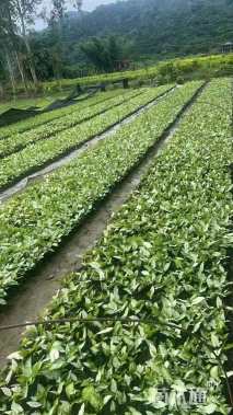 高度25厘米白蝴蝶