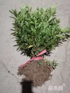 高度30厘米春鹃