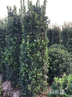 高度200厘米大叶黄杨柱