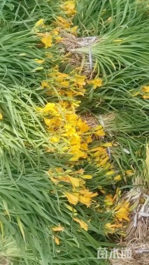 高度20厘米金娃娃萱草