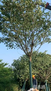 14公分染井吉野樱