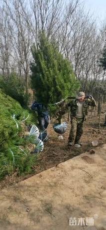 高度250厘米白皮松小苗