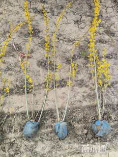 高度80厘米连翘