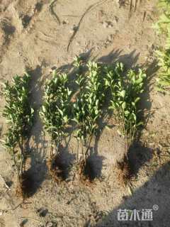 高度40厘米大叶黄杨