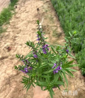 高度20厘米香彩雀