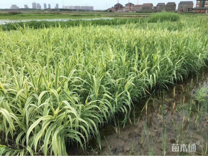 高度80厘米花叶芦竹
