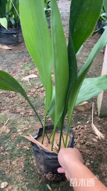 高度40厘米一叶兰