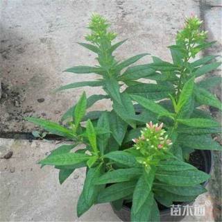 高度20厘米福禄考