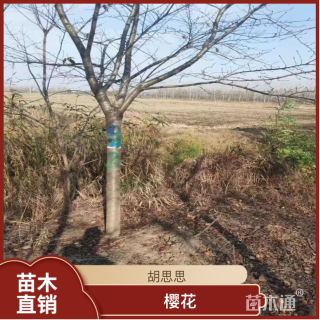 15公分樱花