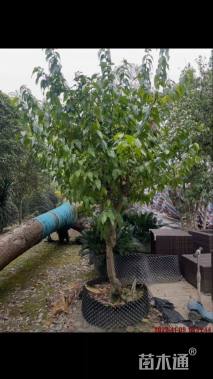 高度250厘米蜡梅