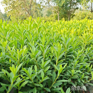 高度60厘米春娟小苗