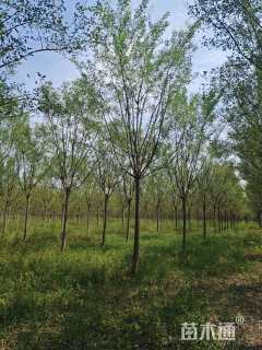 12公分国槐