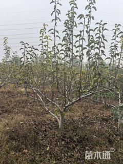 10公分梨树