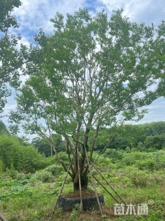 80公分(4杆)丛生乌桕