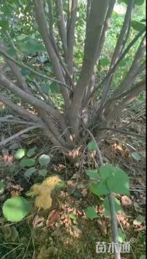 高度3厘米丛生黄栌