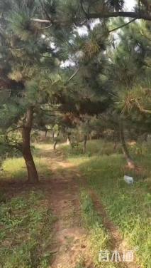 高度6000厘米黑松