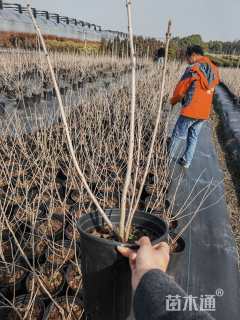 高度100厘米木绣球