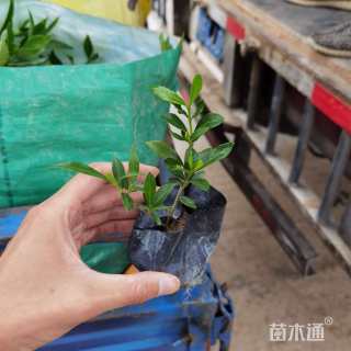 高度15厘米小叶栀子