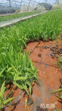 高度20厘米蓝花鸢尾