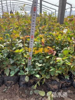 高度20厘米丰花月季小苗