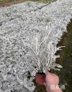 高度20厘米银叶菊