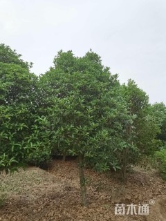 冠幅180厘米桂花球