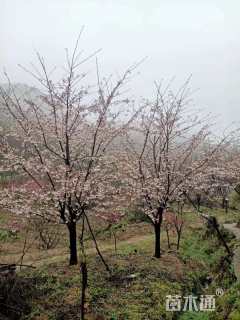 15公分染井吉野樱