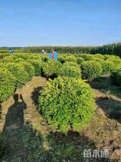 高度100厘米水蜡球