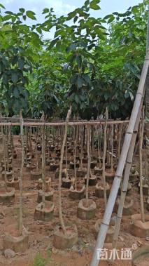 2公分紫花风铃木