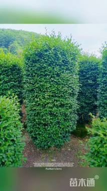 高度280厘米茶梅柱