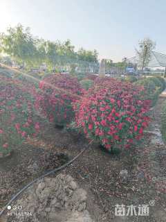 冠幅100厘米月季花球