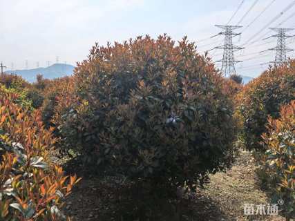 冠幅300厘米红叶石楠球