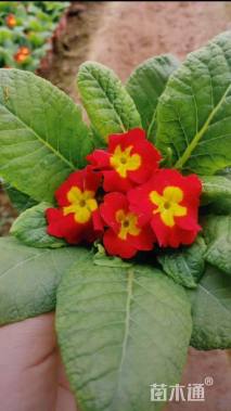 高度25厘米报春花