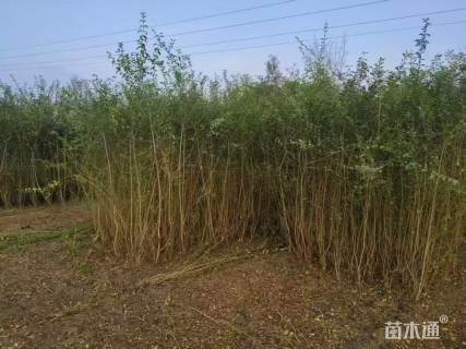 高度180厘米小叶女贞绿篱