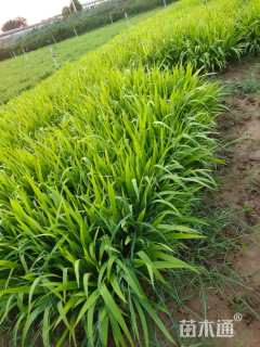 高度20厘米鸢尾