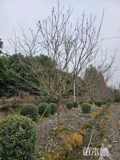 10公分红粉佳人