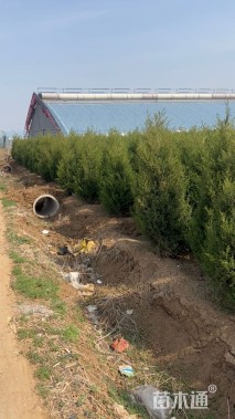 高度150厘米蜀桧