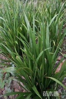 高度40厘米富贵草