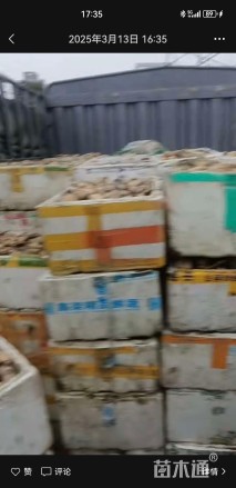 高度20厘米荷花