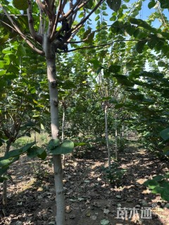 高度400厘米红花巨紫荆