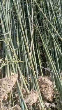 2公分竹子